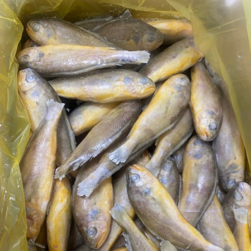 【润兴茂】冰鲜黄花鱼50-100g
