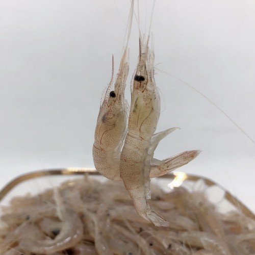 【润兴茂】冰鲜小虾仔小河虾250g/包