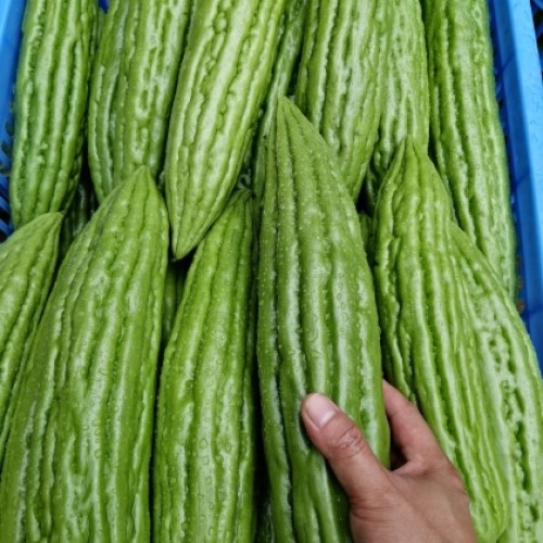 油苦瓜